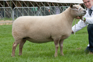 Bath-and-West-Champion2012