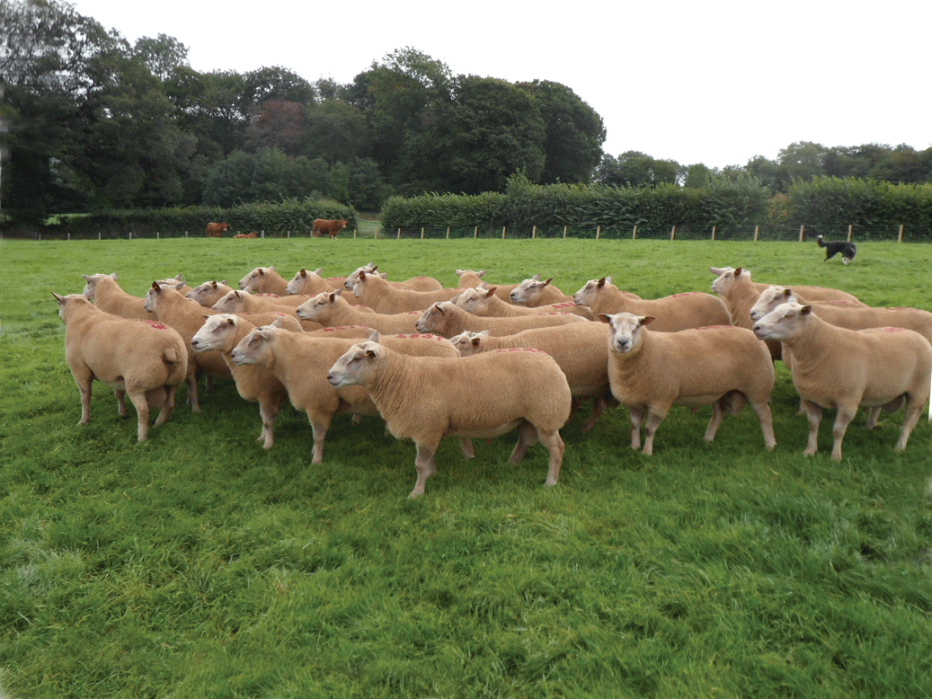 » Contact Charollais Sheep