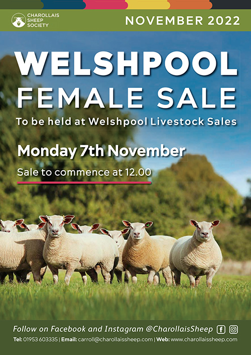 Welshpool Female Sale