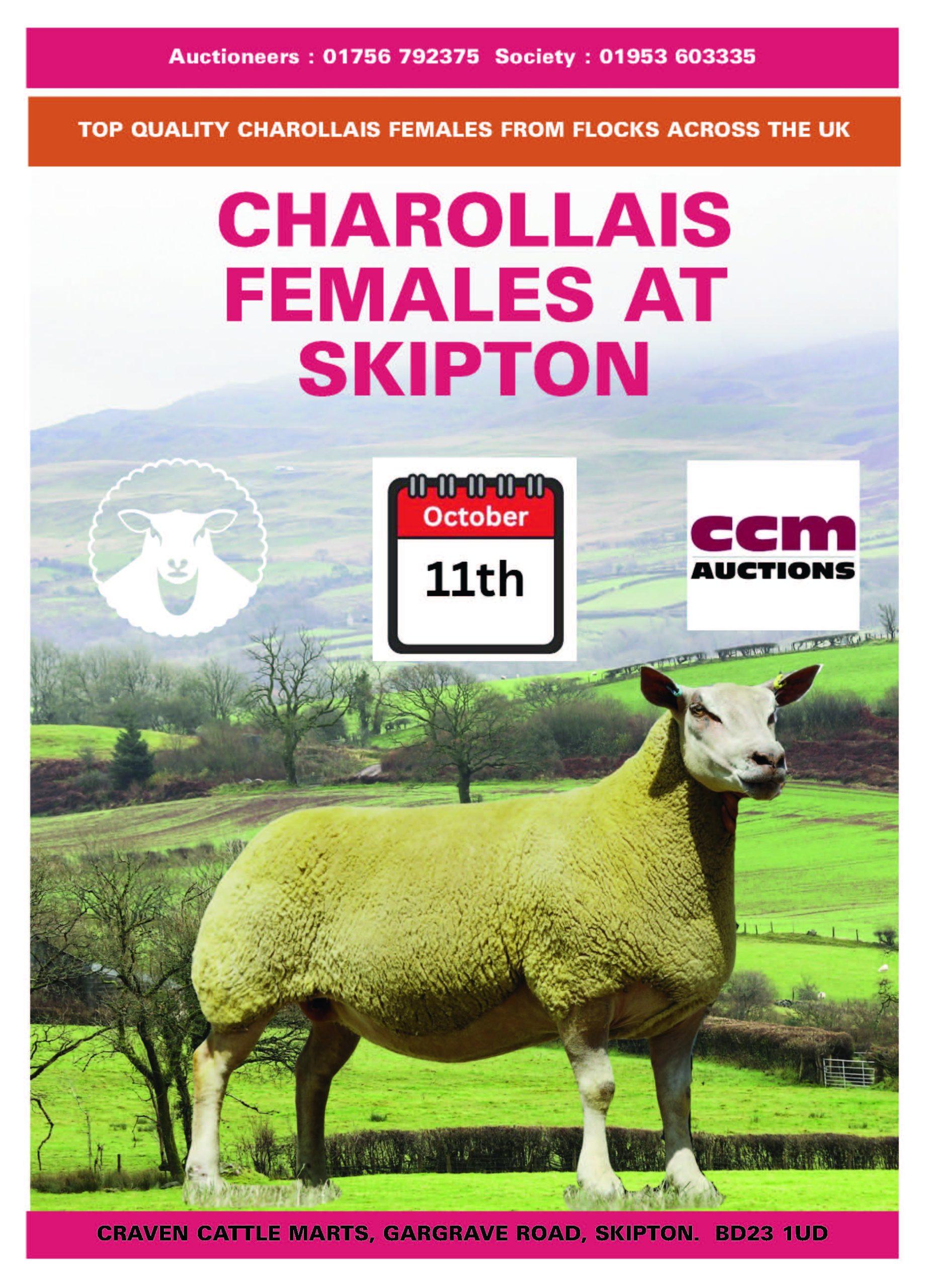 Skipton Female Sale
